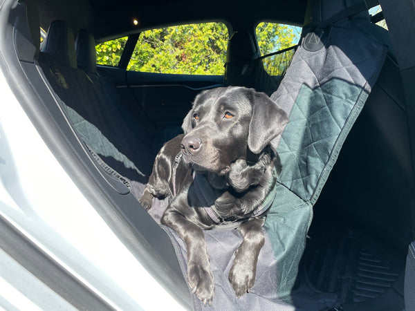 Dog blanket for the back seat - Universal size - Pet Mat - Dog protect –  E-Mobility Shop